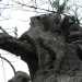 Foto scattata dall'olivicoltore Ivano Gioffreda, il 17 novembre scorso, sulla S.P. Chiesanuova-Gallipoli, in piena zona rossa: l'albero mostra gi i primi germogli, malgrado fosse stato ritenuto morto